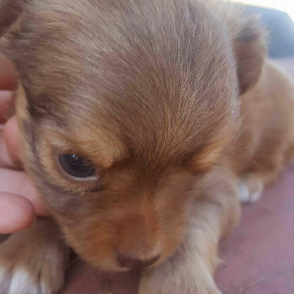 Meet your Posher, Veronica